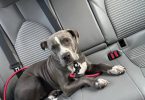 6 months old pitbull boy