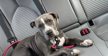 6 months old pitbull boy