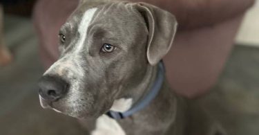 6 months old pitbull boy