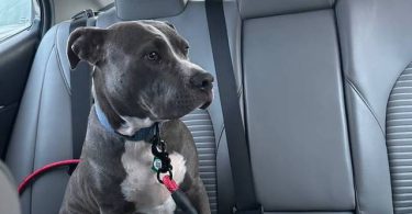 6 months old pitbull boy