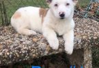 2 young Corgi puppies