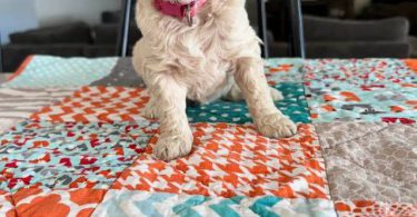 Mini size Goldendoodles