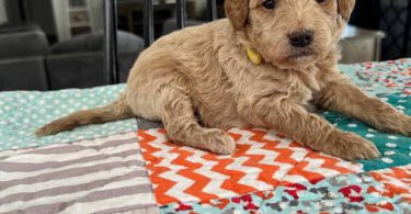 Mini size Goldendoodles