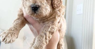 Mini size Goldendoodles