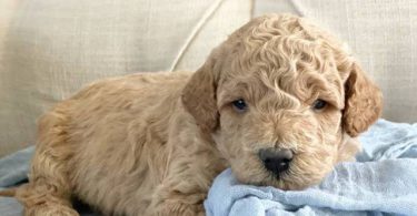 Mini size Goldendoodles