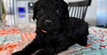 Mini size Goldendoodles
