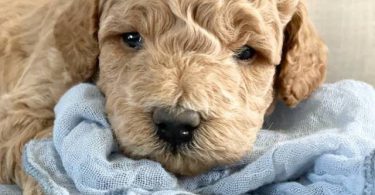 Mini size Goldendoodles