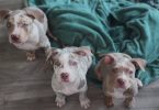 ABKC XL Bullies