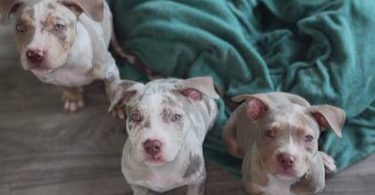 ABKC XL Bullies