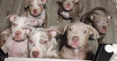 ABKC XL Bullies