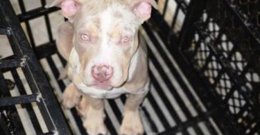 ABKC XL Bullies