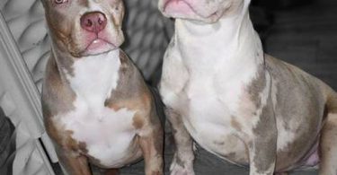 ABKC XL Bullies