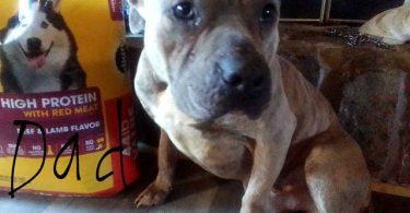 Pit bull puppies