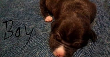 Pit bull puppies