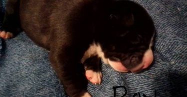 Pit bull puppies