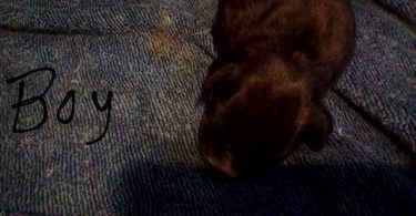 Pit bull puppies