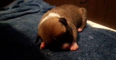 Pit bull puppies
