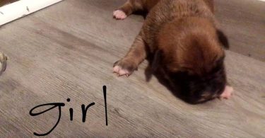 Pit bull puppies