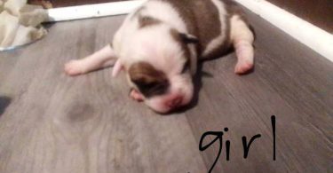 Pit bull puppies