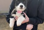 3 Borgi puppies for adoption
