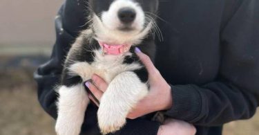 3 Borgi puppies for adoption