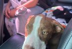 3 months old red nose pitbull