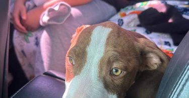 3 months old red nose pitbull