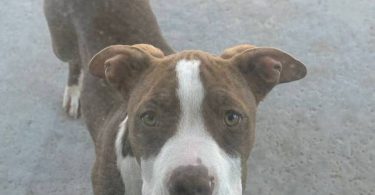 3 months old red nose pitbull