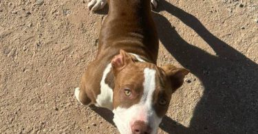 3 months old red nose pitbull
