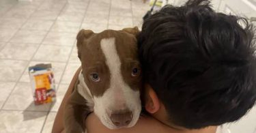 3 months old red nose pitbull