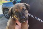 9 Shepweiler puppies