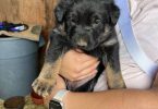 New litter German Shepherd puppies