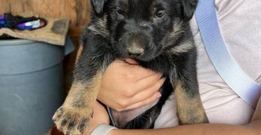 New litter German Shepherd puppies