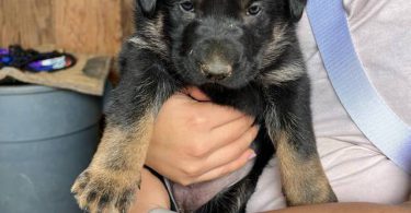New litter German Shepherd puppies