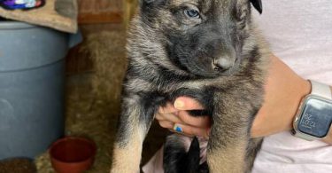 New litter German Shepherd puppies