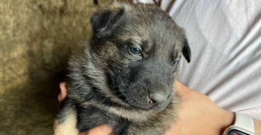 New litter German Shepherd puppies