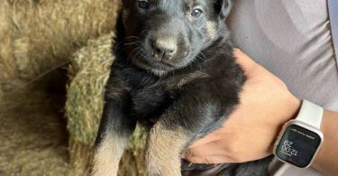 New litter German Shepherd puppies