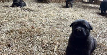 New litter German Shepherd puppies