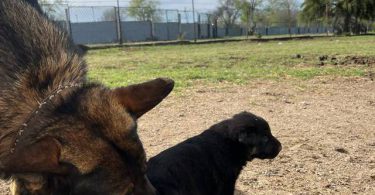 New litter German Shepherd puppies