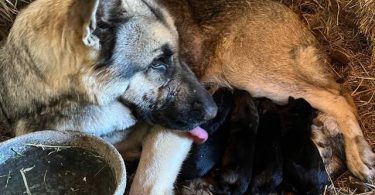 New litter German Shepherd puppies