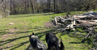 New litter German Shepherd puppies