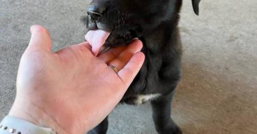 Beautiful Mastador puppies