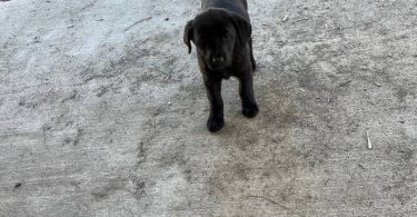 Beautiful Mastador puppies