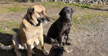 Beautiful Mastador puppies