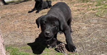 Beautiful Mastador puppies
