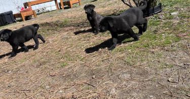 Beautiful Mastador puppies