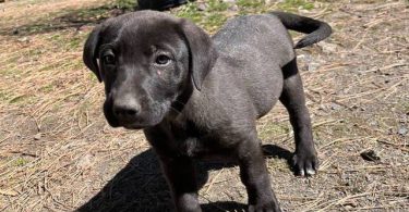 Beautiful Mastador puppies