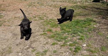 Beautiful Mastador puppies