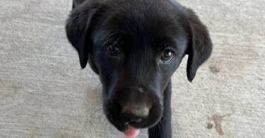 Beautiful Mastador puppies