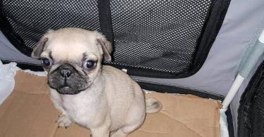 Cute female baby pug